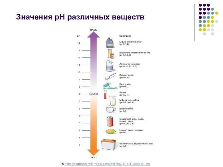 Значения рН различных веществ © https://commons.wikimedia.org/wiki/File:216_pH_Scale-01.jpg