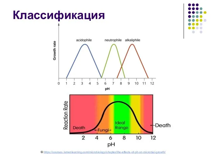 Классификация © https://courses.lumenlearning.com/microbiology/chapter/the-effects-of-ph-on-microbial-growth/