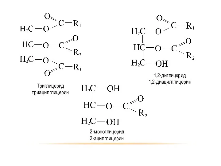 Триглицерид триацилглицерин 1,2-диглицкрид 1,2-диацилглицерин 2-моноглицерид 2-ацилглицерин