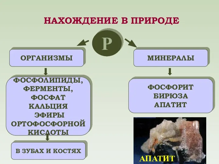 Р ОРГАНИЗМЫ МИНЕРАЛЫ ФОСФОЛИПИДЫ, ФЕРМЕНТЫ, ФОСФАТ КАЛЬЦИЯ ЭФИРЫ ОРТОФОСФОРНОЙ КИСЛОТЫ В