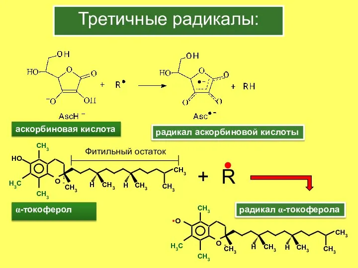 Третичные радикалы: радикал аскорбиновой кислоты α-токоферол аскорбиновая кислота CH3 CH3 CH3