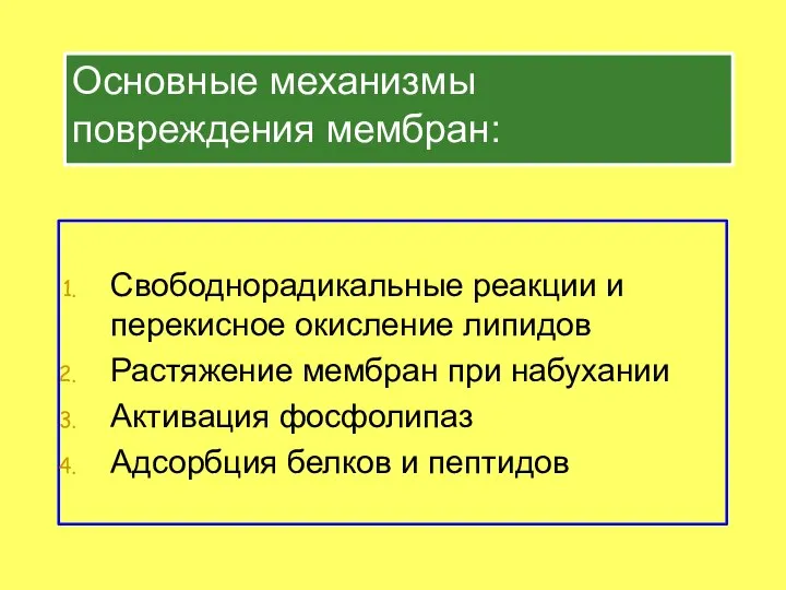 Основные механизмы повреждения мембран: Свободнорадикальные реакции и перекисное окисление липидов Растяжение