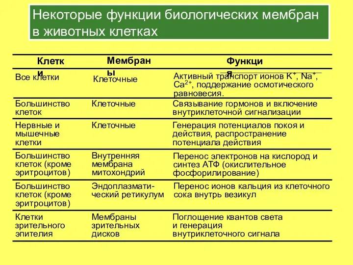 Некоторые функции биологических мембран в животных клетках