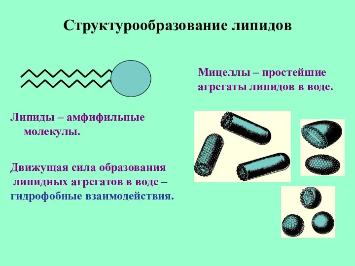 Структурообразование липидов Мицеллы – простейшие агрегаты липидов в воде. Липиды –