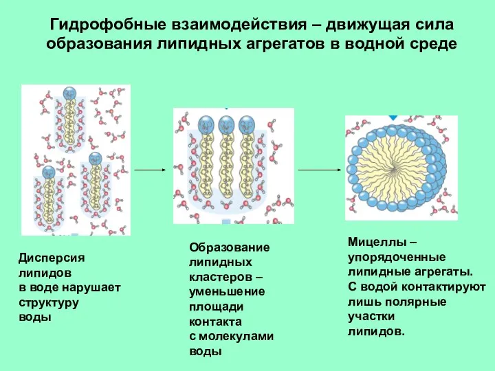 Гидрофобные взаимодействия – движущая сила образования липидных агрегатов в водной среде