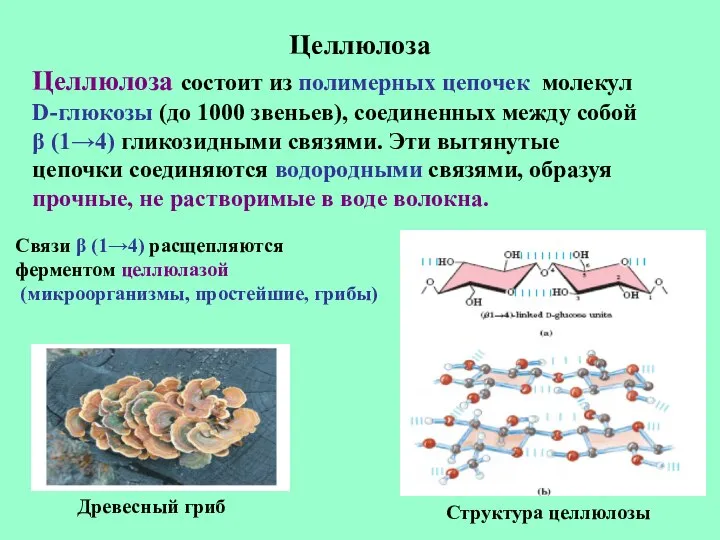 Целлюлоза Целлюлоза состоит из полимерных цепочек молекул D-глюкозы (до 1000 звеньев),