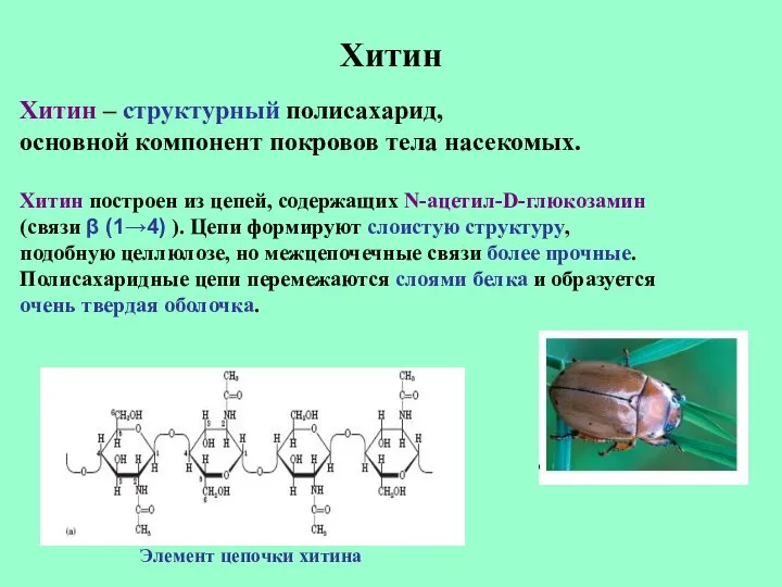 Хитин Хитин – структурный полисахарид, основной компонент покровов тела насекомых. Хитин