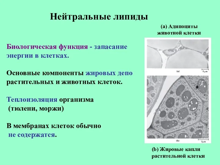 Нейтральные липиды Биологическая функция - запасание энергии в клетках. Основные компоненты