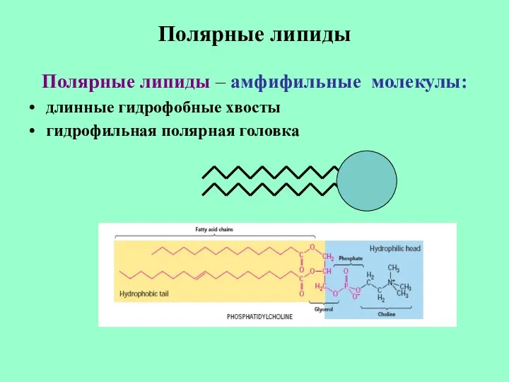 Полярные липиды Полярные липиды – амфифильные молекулы: длинные гидрофобные хвосты гидрофильная полярная головка