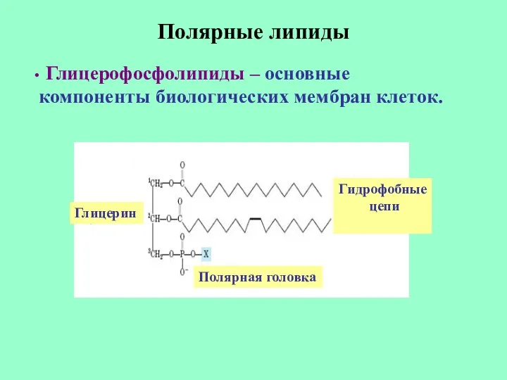 Полярные липиды Глицерофосфолипиды – основные компоненты биологических мембран клеток. Полярная головка Глицерин Гидрофобные цепи