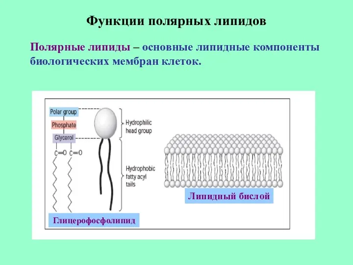 Функции полярных липидов Полярные липиды – основные липидные компоненты биологических мембран клеток. Липидный бислой Глицерофосфолипид