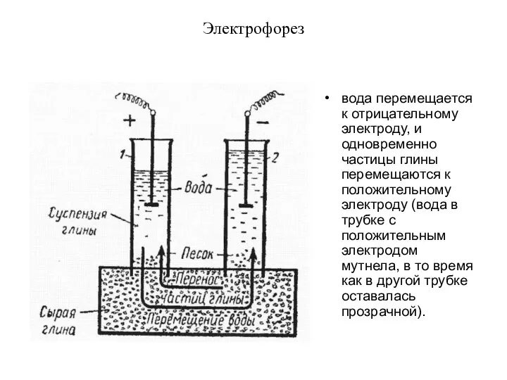 Электрофорез вода перемещается к отрицательному электроду, и одновременно частицы глины перемещаются