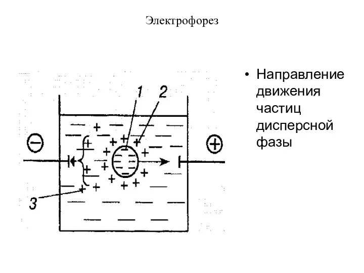 Электрофорез Направление движения частиц дисперсной фазы