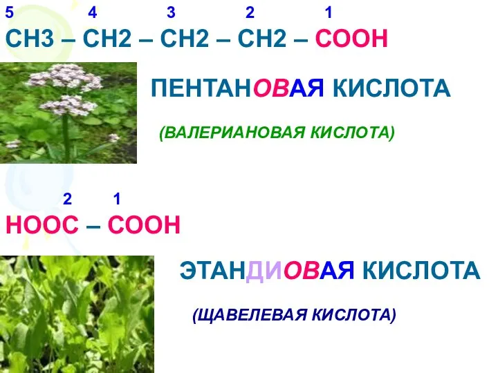 СН3 – СН2 – СН2 – СН2 – СООН ПЕНТАНОВАЯ КИСЛОТА