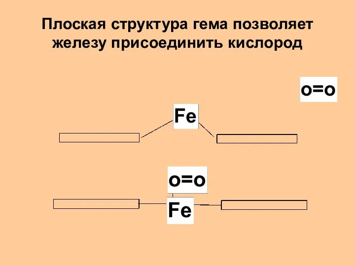 Плоская структура гема позволяет железу присоединить кислород