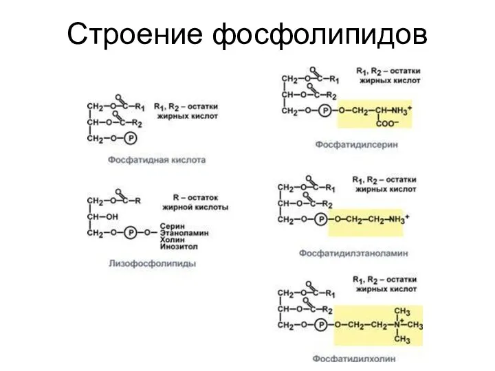 Строение фосфолипидов