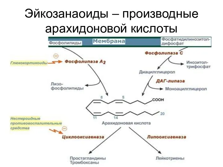 Эйкозанаоиды – производные арахидоновой кислоты