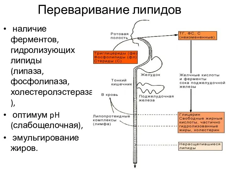 Переваривание липидов наличие ферментов, гидролизующих липиды (липаза, фосфолипаза, холестеролэстераза), оптимум pH (слабощелочная), эмульгирование жиров.