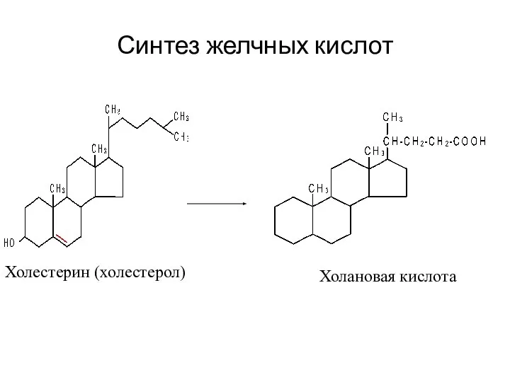 Синтез желчных кислот Холестерин (холестерол) Холановая кислота