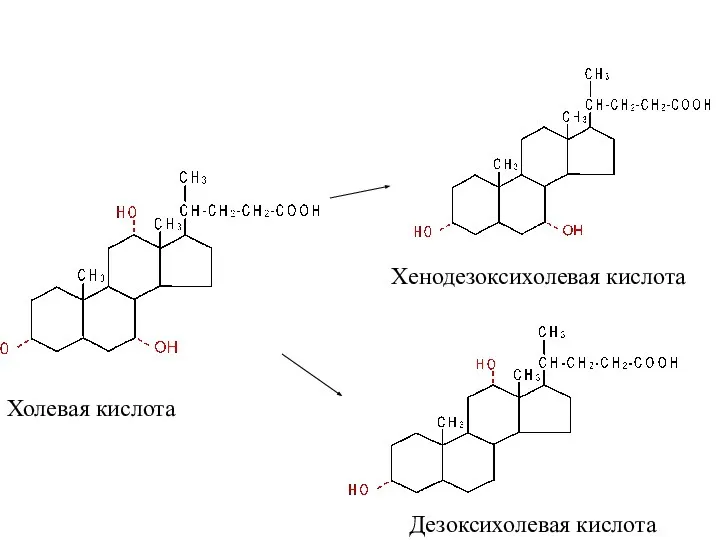 Холевая кислота Хенодезоксихолевая кислота Дезоксихолевая кислота