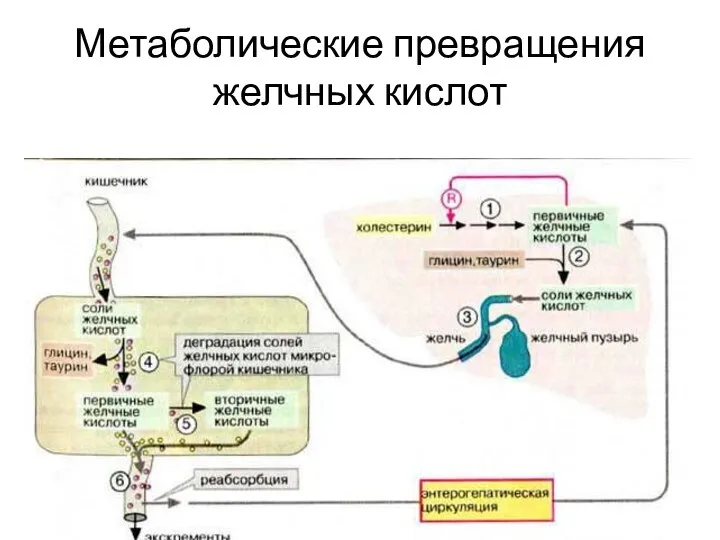 Метаболические превращения желчных кислот