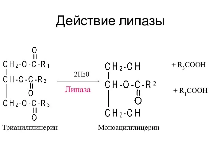 Действие липазы + R3COOH Липаза 2Н20 + R1COOH 2 Триацилглицерин Моноацилглицерин