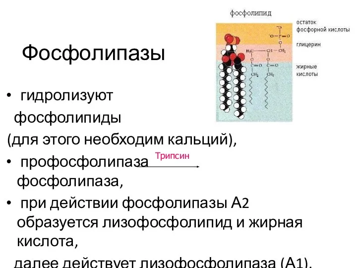 Фосфолипазы гидролизуют фосфолипиды (для этого необходим кальций), профосфолипаза фосфолипаза, при действии