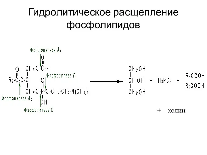 Гидролитическое расщепление фосфолипидов + холин