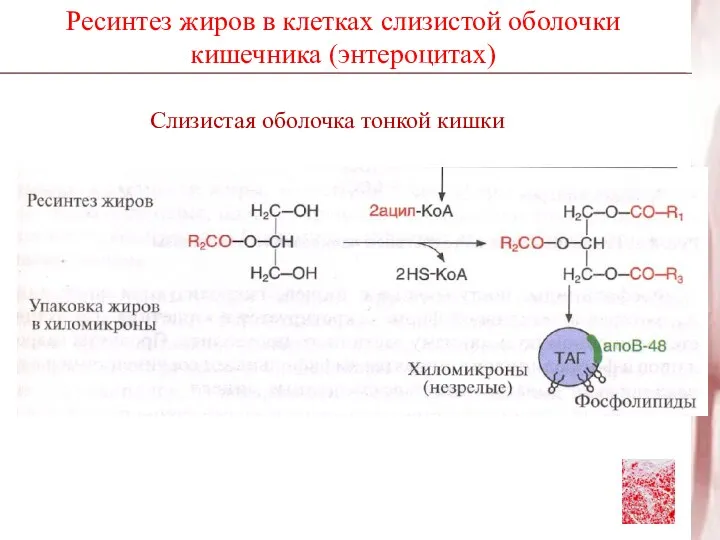 Ресинтез жиров в клетках слизистой оболочки кишечника (энтероцитах)