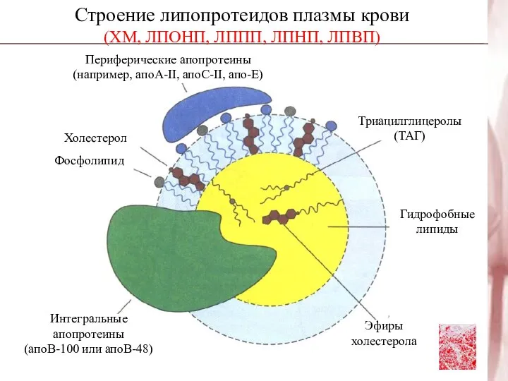 Строение липопротеидов плазмы крови (ХМ, ЛПОНП, ЛППП, ЛПНП, ЛПВП) Периферические апопротеины