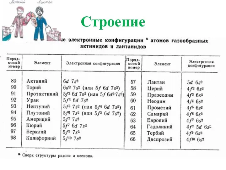 Строение