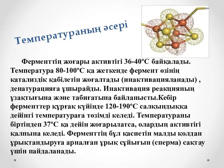 Температураның әсері Ферменттің жоғары активтігі 36-40ºС байқалады. Температура 80-100ºС қа жеткенде