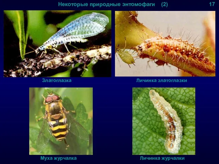 Некоторые природные энтомофаги (2) 17 Златоглазка Личинка златоглазки Муха журчалка Личинка журчалки