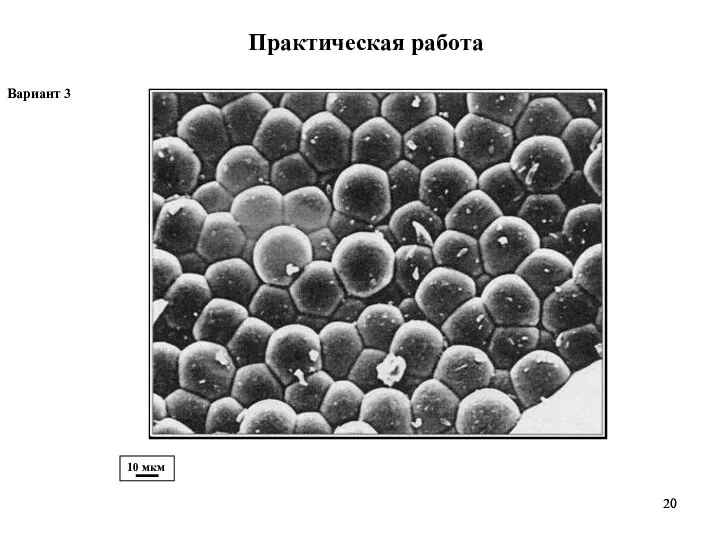 Практическая работа 10 мкм Вариант 3
