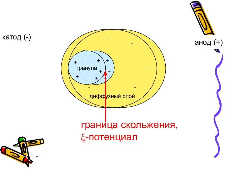 * катод (-) анод (+) граница скольжения, ξ-потенциал