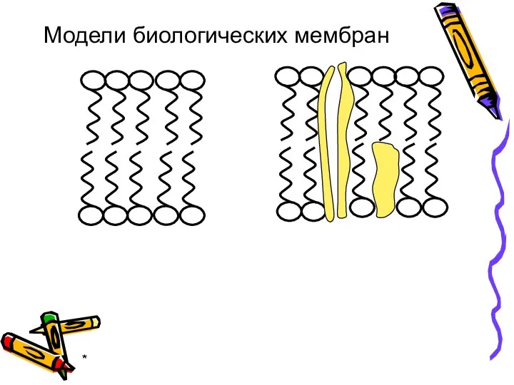 * Модели биологических мембран