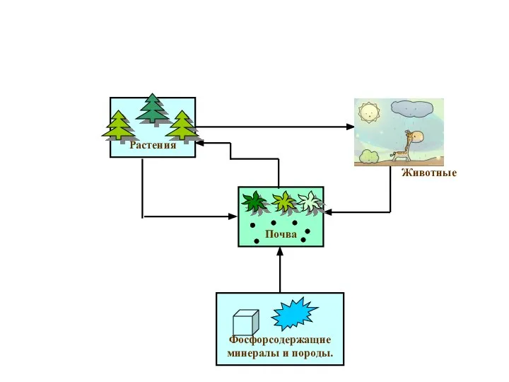 Фосфорсодержащие минералы и породы. Почва Растения Животные Круговорот фосфора в природе