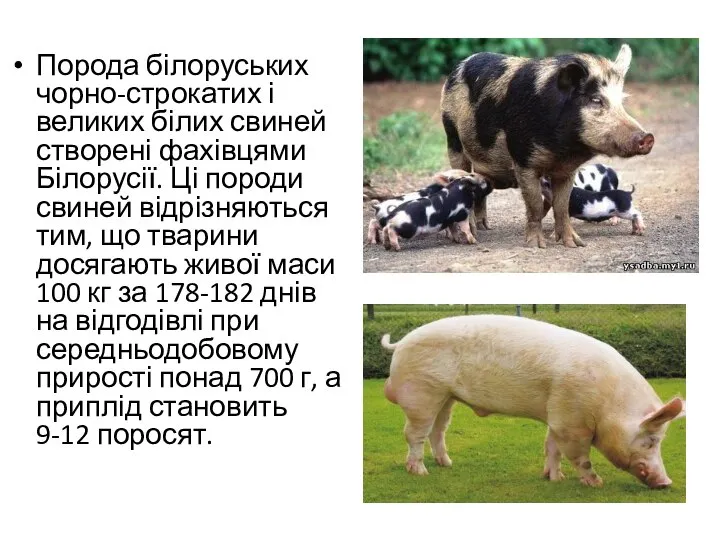 Порода білоруських чорно-строкатих і великих білих свиней створені фахівцями Білорусії. Ці