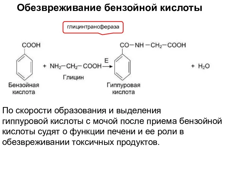 Обезвреживание бензойной кислоты глицинтрансфераза По скорости образования и выделения гиппуровой кислоты