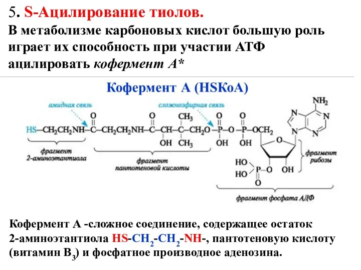 5. S-Ацилирование тиолов. В метаболизме карбоновых кислот большую роль играет их