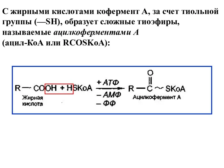 С жирными кислотами кофермент А, за счет тиольной группы (—SH), образует
