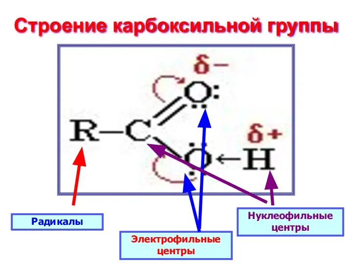 Строение карбоксильной группы Радикалы Нуклеофильные центры Электрофильные центры