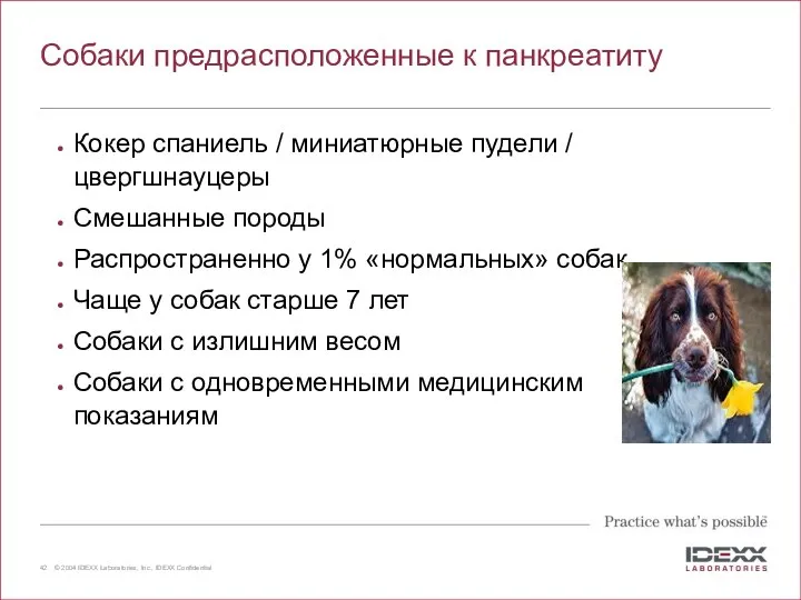 Собаки предрасположенные к панкреатиту Кокер спаниель / миниатюрные пудели / цвергшнауцеры