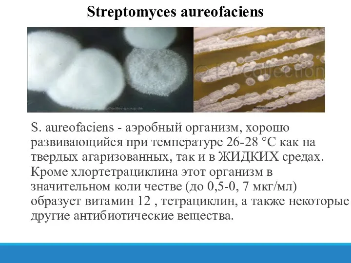 Streptomyces aureofaciens S. aureofaciens - аэробный организм, хорошо развивающийся при температуре