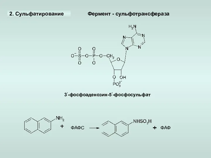 2. Сульфатирование 3‘-фосфоаденозин-5‘-фосфосульфат ФАФС ФАФ Фермент - сульфотрансфераза