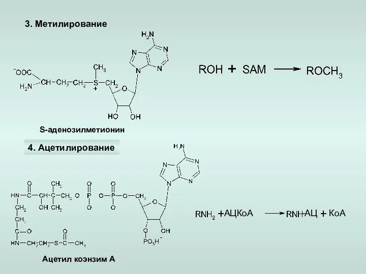 3. Метилирование 4. Ацетилирование S-аденозилметионин Ацетил коэнзим А КоА АЦКоА -АЦ