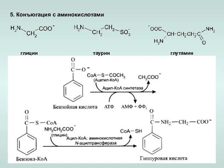 5. Конъюгация с аминокислотами глицин таурин глутамин