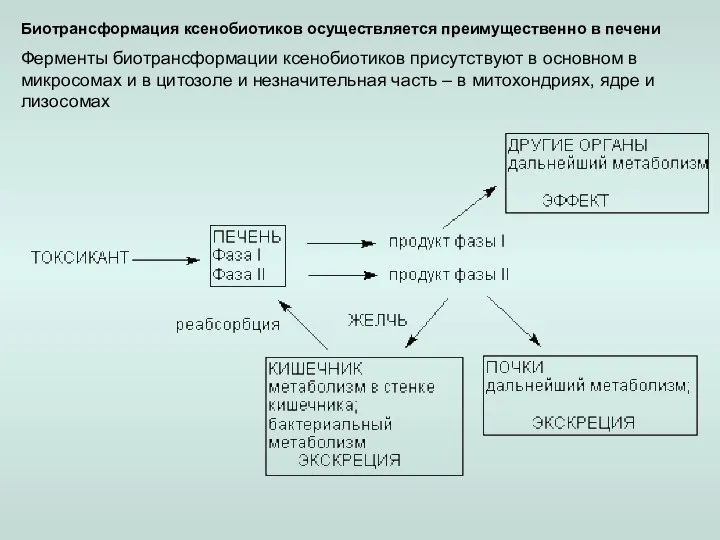 Биотрансформация ксенобиотиков осуществляется преимущественно в печени Ферменты биотрансформации ксенобиотиков присутствуют в