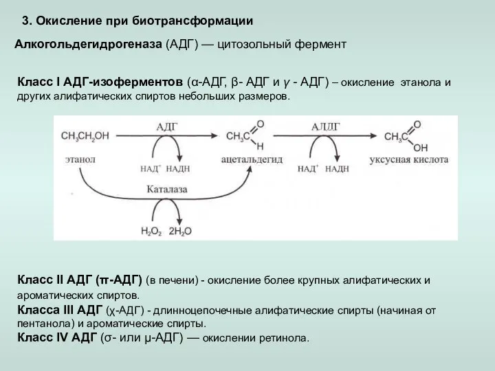 3. Окисление при биотрансформации Алкогольдегидрогеназа (АДГ) — цитозольный фермент Класс I