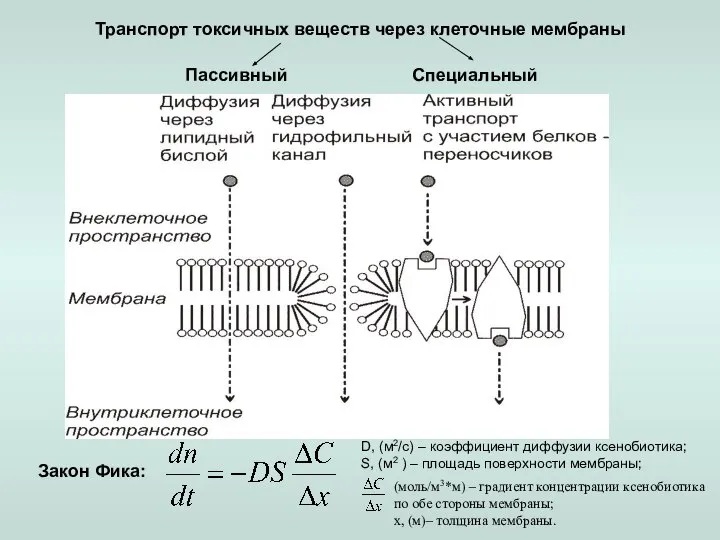 Закон Фика: D, (м2/с) – коэффициент диффузии ксенобиотика; S, (м2 )